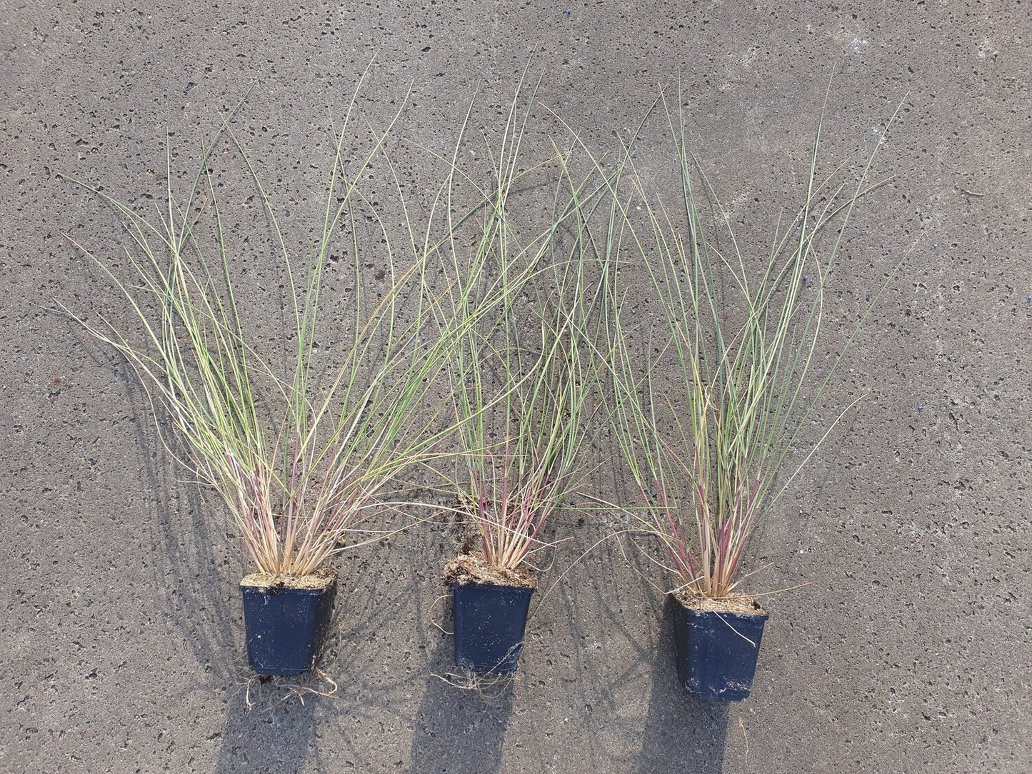 Strandhafer, Set mit 16 Pflanzen, Ammophila arenaria