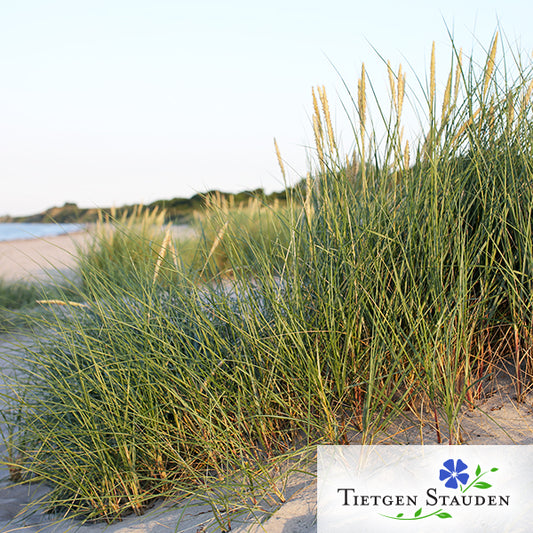 Strandhafer, Set mit 16 Pflanzen, Ammophila arenaria