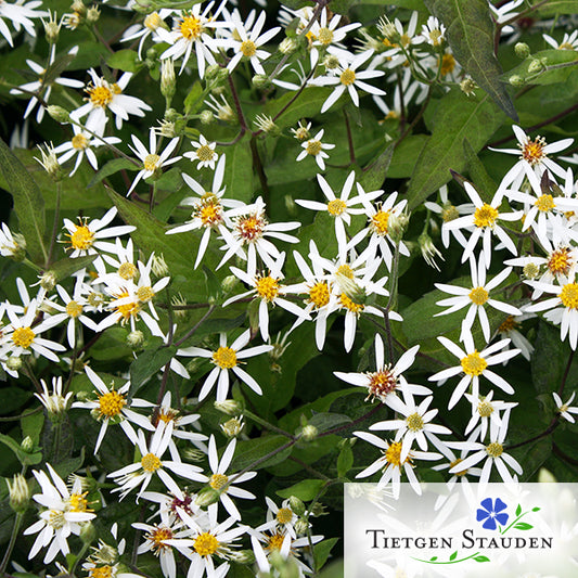 Weisse Sommer-Wald-Aster, Set mit 20 Pflanzen, Aster divaricatus