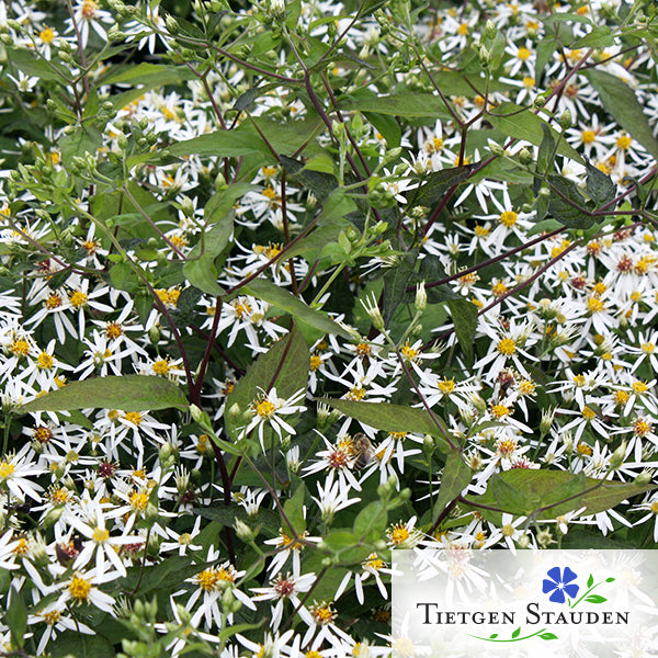 Weisse Sommer-Wald-Aster, Set mit 20 Pflanzen, Aster divaricatus