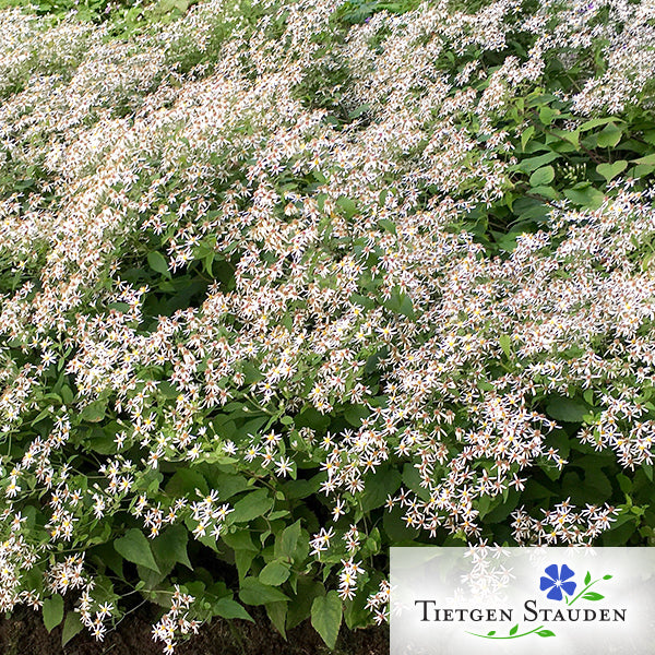 Weisse Sommer-Wald-Aster, Set mit 20 Pflanzen, Aster divaricatus