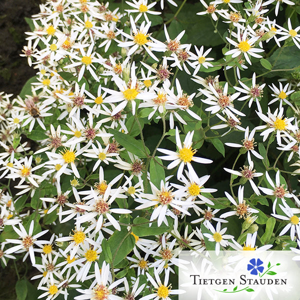 Weisse Sommer-Wald-Aster, Set mit 20 Pflanzen, Aster divaricatus