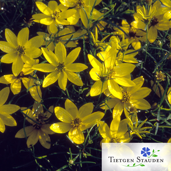 Gelbes Mädchenauge, Set mit 20 Pflanzen, Coreopsis verticillata 'Zagreb'