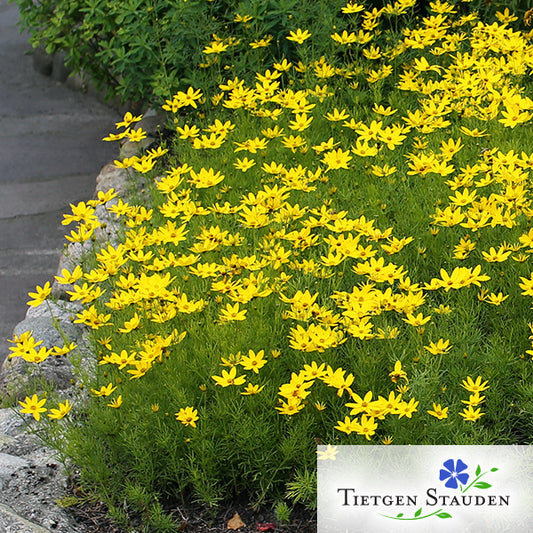 Gelbes Mädchenauge, Set mit 20 Pflanzen, Coreopsis verticillata 'Zagreb'