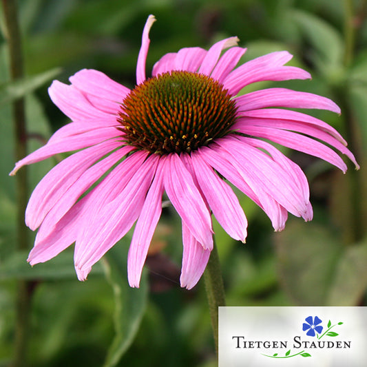 Roter Sonnenhut, Set mit 20 Pflanzen, Echinacea purpurea 'Magnus'