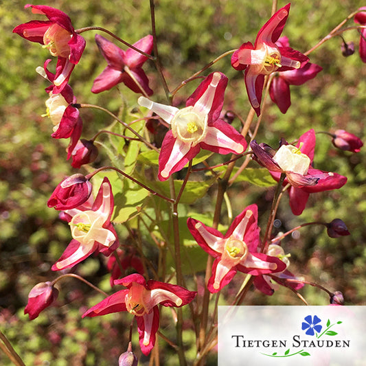 Rote Elfenblume, Set mit 20 Pflanzen, Epimedium rubrum