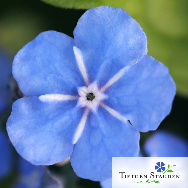 Gedenkemein, Set mit 480 Pflanzen, Bodendecker, hellblau, Omphalodes verna