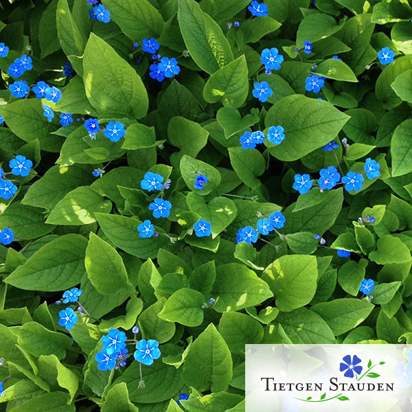 Gedenkemein, Set mit 20 Pflanzen, Bodendecker, hellblau, Omphalodes verna