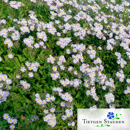 Wild-Aster, Set mit 20 Pflanzen, Aster ageratoides 'Asran'