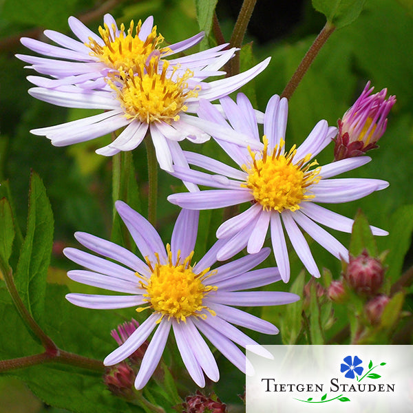 Wild-Aster, Set mit 20 Pflanzen, Aster ageratoides 'Asran'