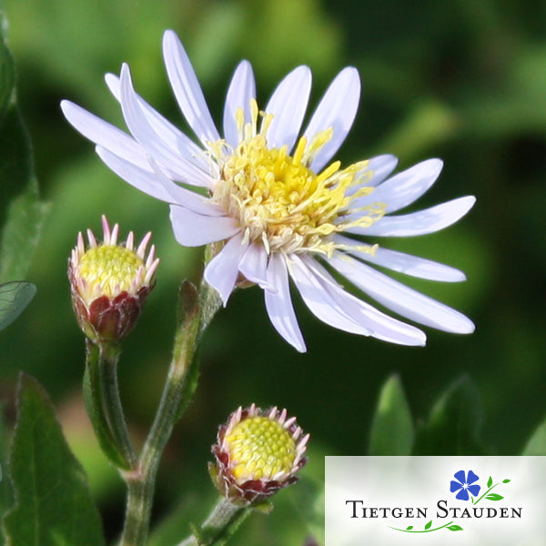 Wild-Aster, Set mit 20 Pflanzen, Aster ageratoides 'Asran'