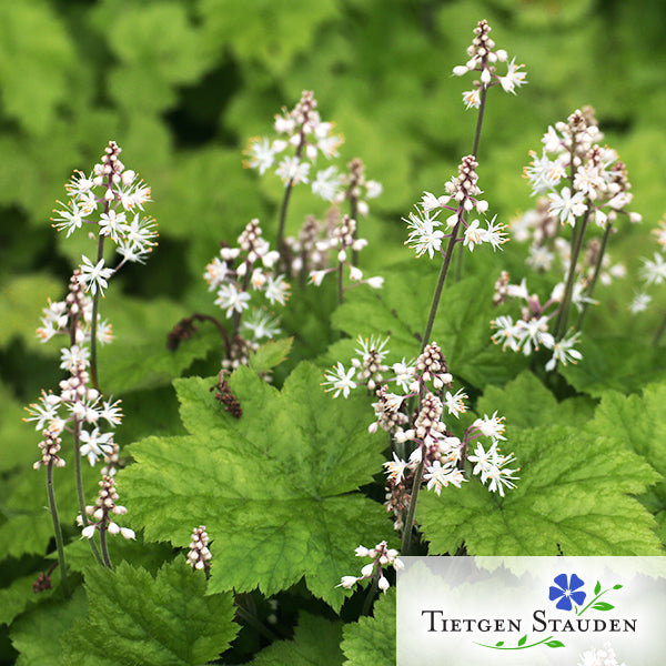 Schaumblüte, Set mit 20 Pflanzen, Tiarella cordifolia