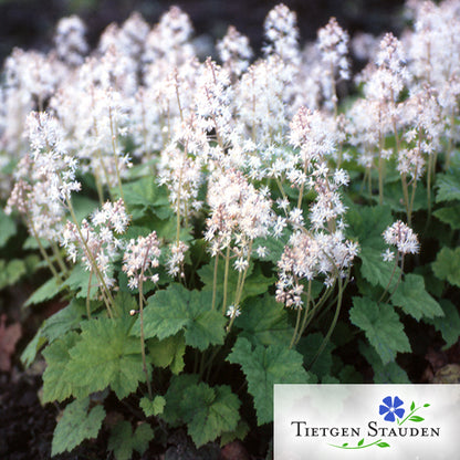 Schaumblüte, Set mit 20 Pflanzen, Tiarella cordifolia