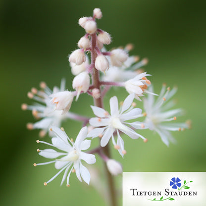 Schaumblüte, Set mit 20 Pflanzen, Tiarella cordifolia