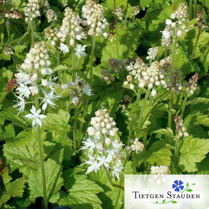 Schaumblüte, Set mit 20 Pflanzen, Tiarella cordifolia